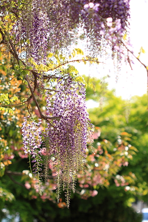 藤の花