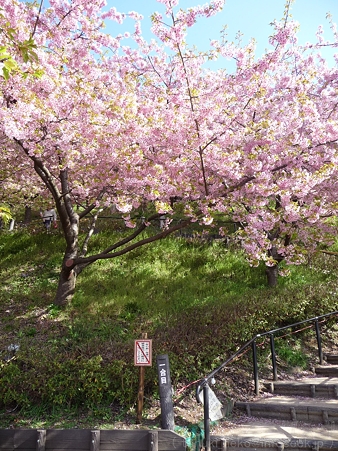 120329-松田山 河津桜 (8)