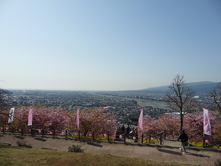 120329-松田山 河津桜 (93)