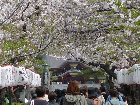 120413-八幡さま (17)