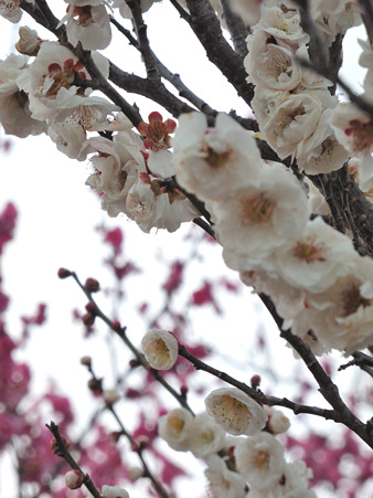 DSCN0683