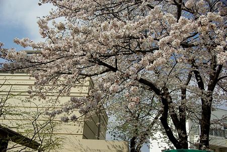 桜(1)