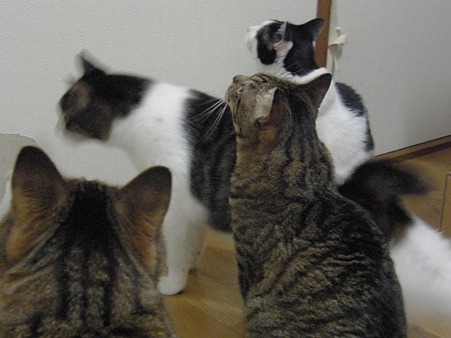 ご飯どき,拡大