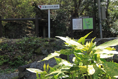 多田銀山 青木間歩とアオキ