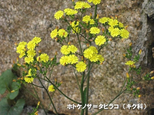 春の七草 ホトケノザ 写真共有サイト フォト蔵