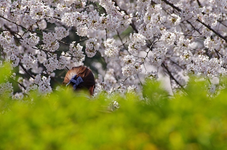 桜を撮った人を撮った!!