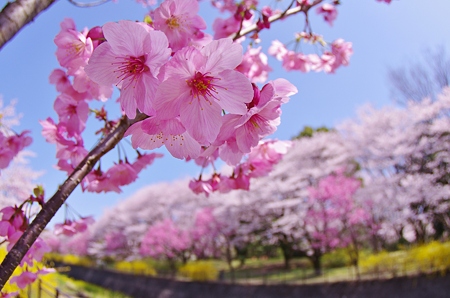 桜・昭和記念公園。