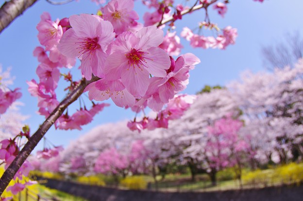 桜 昭和記念公園 写真共有サイト フォト蔵