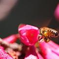 緋寒桜とミツバチ