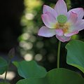 月の光を待つ