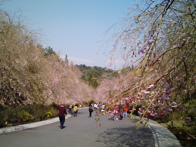 ミホミュージアムのしだれ桜 満開ですが去年の酷暑で蕾の付き方が悪か 写真共有サイト フォト蔵