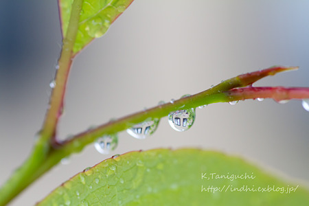 水滴 DOS7D SP AF90mm F/2.8 Di MACRO 1:1 (Model272E)