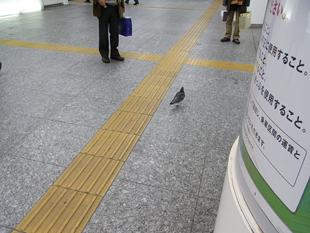 横浜駅1