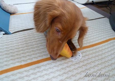 チャッピー