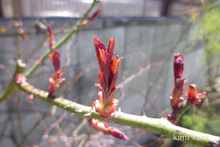 バラの新芽