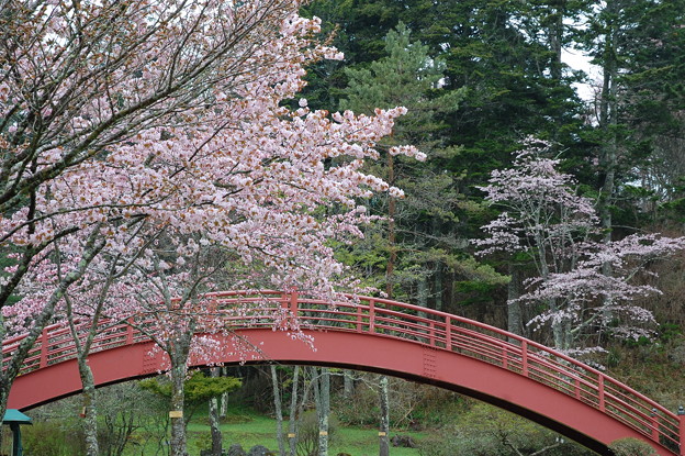 厚岸桜牡蠣まつりの桜 写真共有サイト フォト蔵