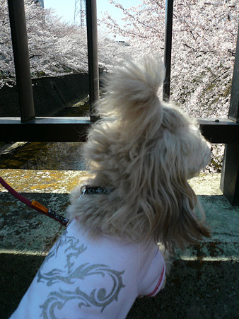 120408_koo_mira_10
