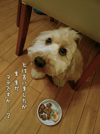 くーかい 3歳の誕生日♪ 4
