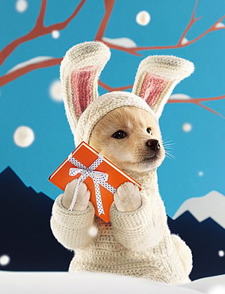 puppy
