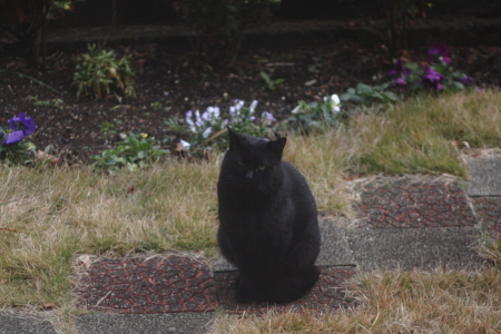 外の黒猫さん