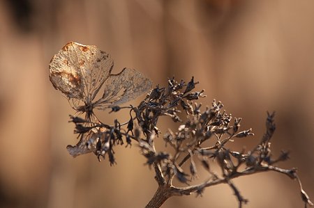 2012.01.17　和泉川　あじさい