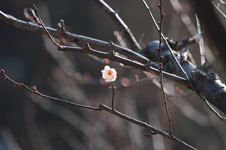 2012.02.13　大池公園　白梅一輪
