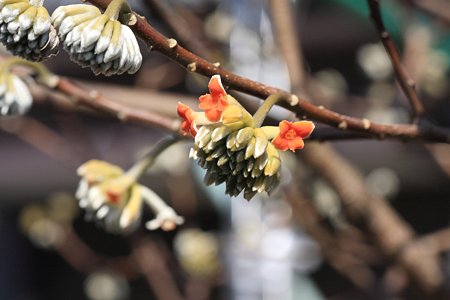 2012.02.27 和泉川 アカバナミツマタ