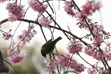2012.04.06　和泉川　メジロ
