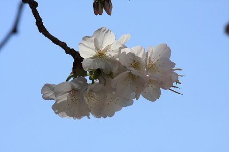 2012.04.09 大岡川桜のプロムナード 都橋たもとの桜