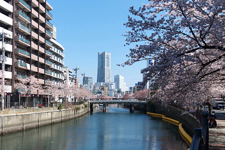 2012.04.09　大岡川桜のプロムナード　末吉橋付近