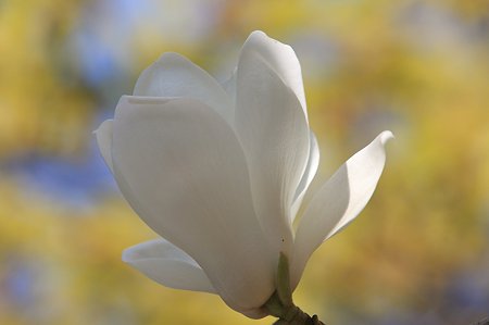2011.04.06　入生田　長興山紹太寺　ハクモクレン