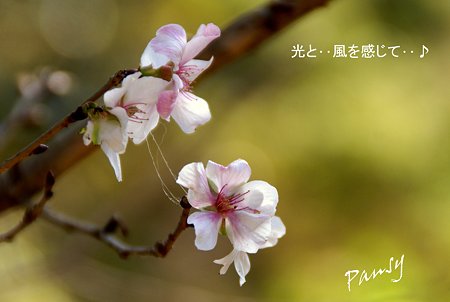 秋の桜・・