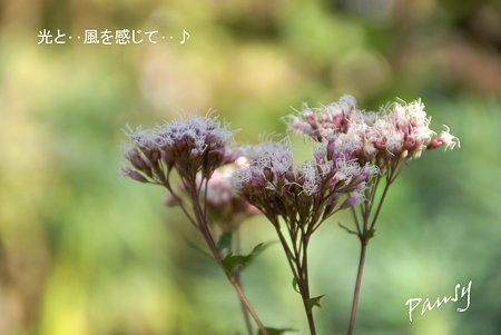 藤袴(ふじばかま)・・