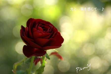 赤い薔薇・・
