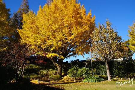 青空と・・イチョウの樹と・・ベンチのある風景・・