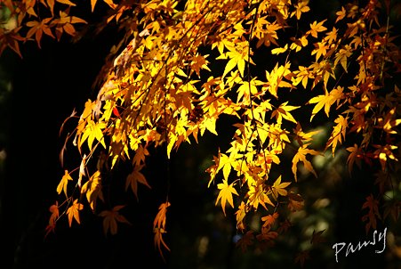 大雄山最乗寺さんぽ・・17