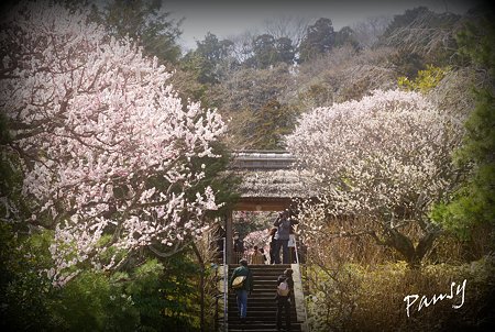 梅らんまんの東慶寺・・25