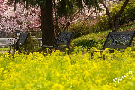 菜の花とベンチと・・桜咲く風景