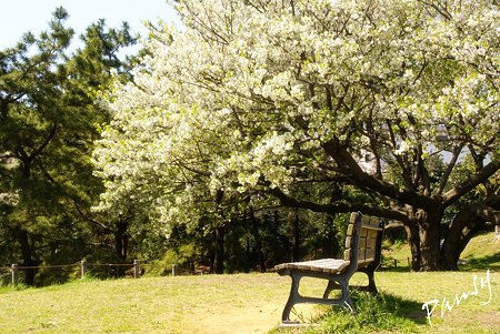 桜景色・・4