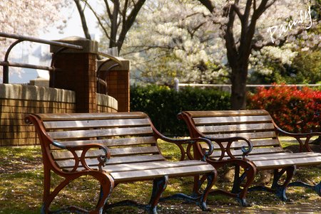 桜景色・・5