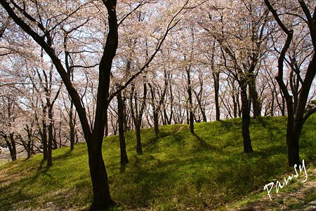 桜景色・・7