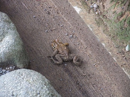 デカイかえると遭遇!