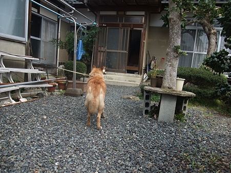 広い庭全部仁のもんだよ