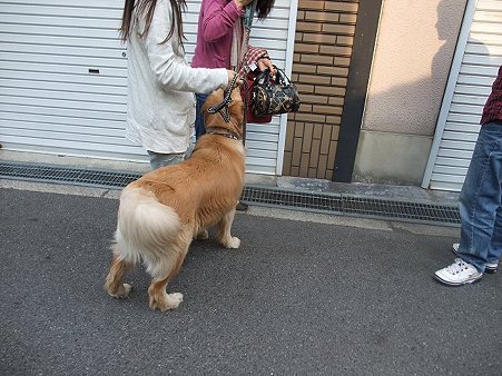 新しいお姉ちゃんにリード持ってもらって