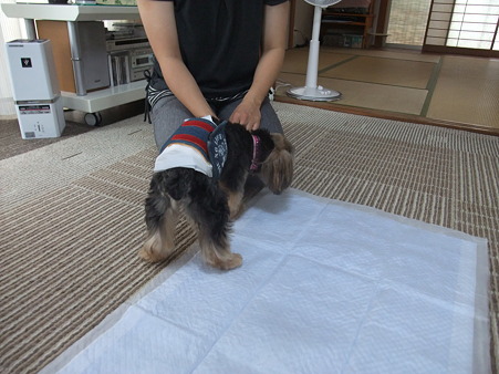 恐る恐る匂い嗅ぎ