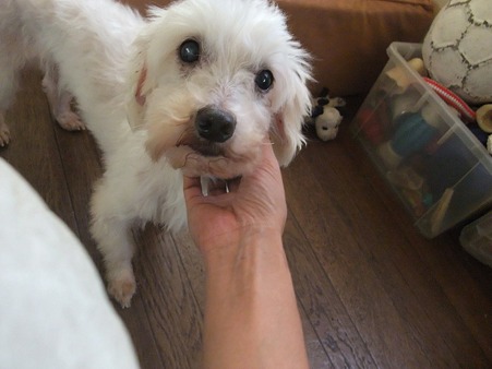 尻尾振って喜んでくれます