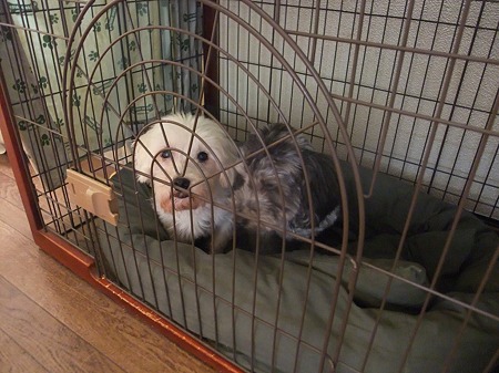 初めてのハウス