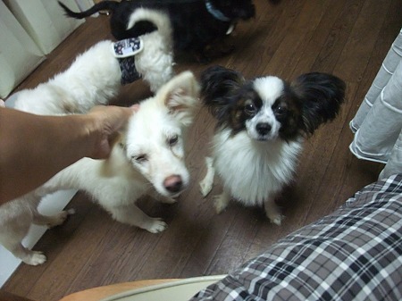 保護犬チーム♪