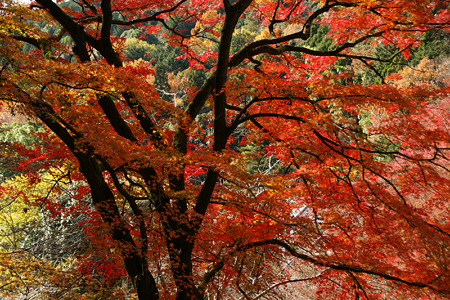 紅葉が見頃に!20111204