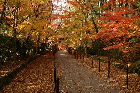 光明寺の紅葉の参道111205-313
